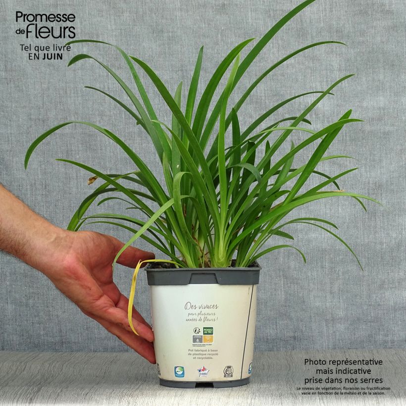 Agapanthus africanus Albus 2L/3L pot sample as delivered in summer