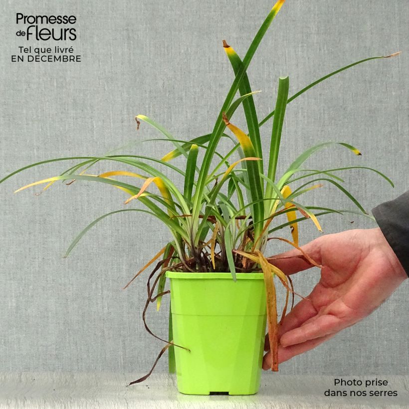Agapanthus Blue Jeans 1.5L/2L pot sample as delivered in winter