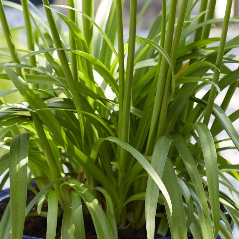 Agapanthus Blue Thunder (Foliage)