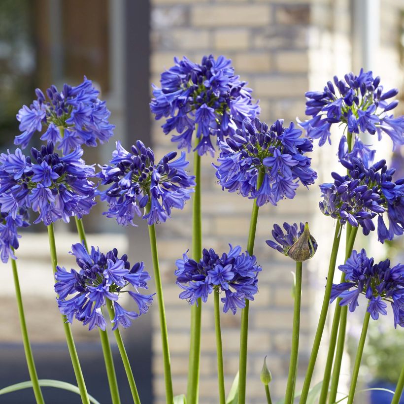 Agapanthus Blue Thunder (Flowering)