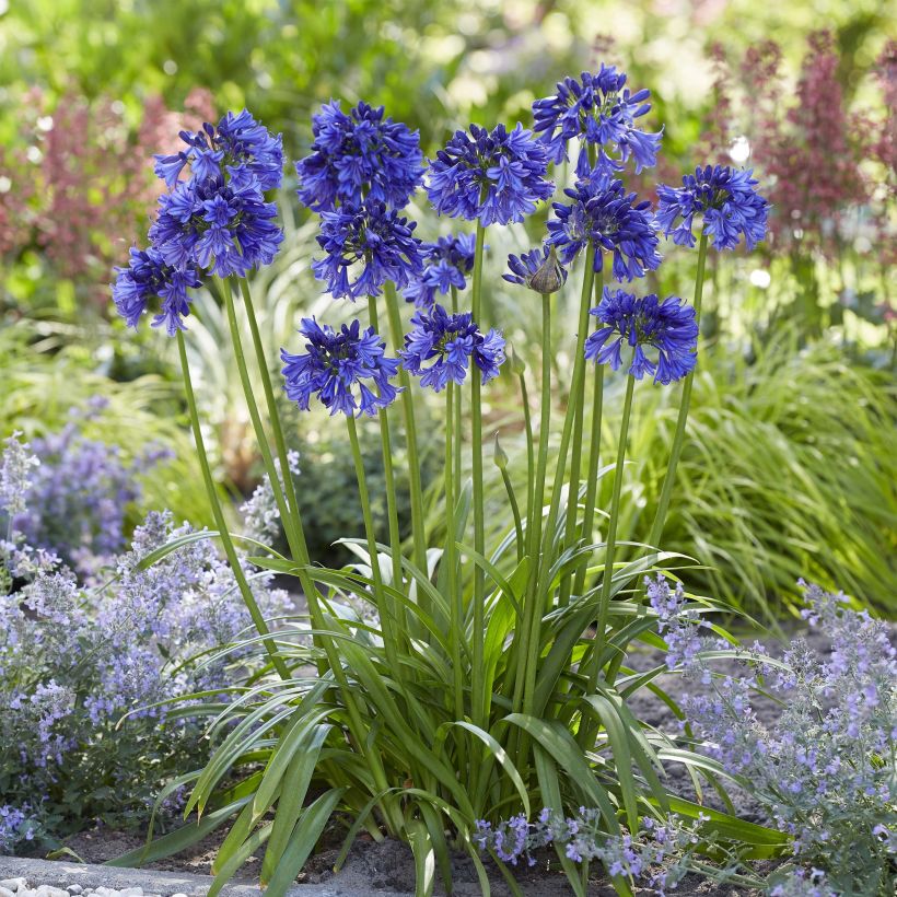 Agapanthus Blue Thunder (Plant habit)