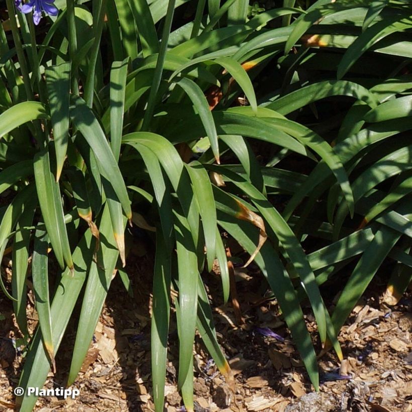 Agapanthus Ever Sapphire (Foliage)