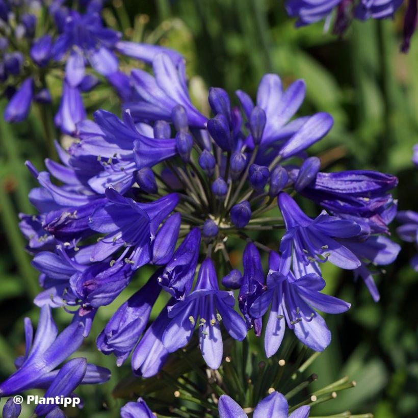 Agapanthus Ever Sapphire (Flowering)