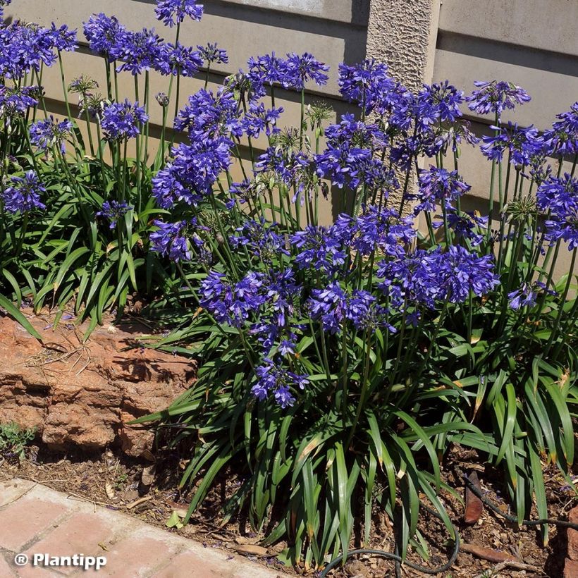 Agapanthus Ever Sapphire (Plant habit)