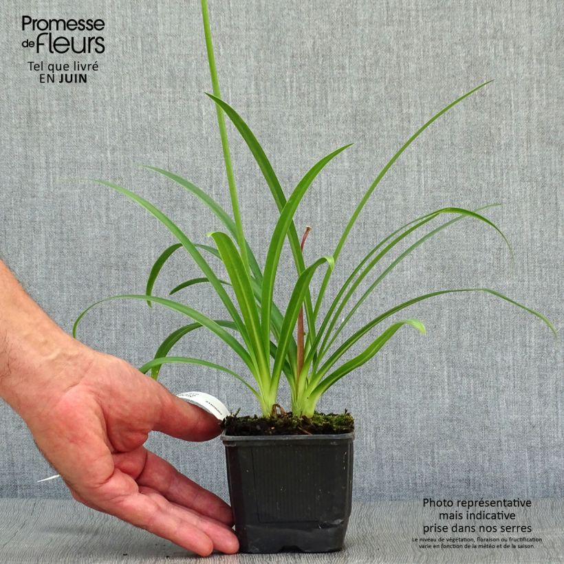 Agapanthus Ever Sapphire 8/9 cm pot sample as delivered in summer