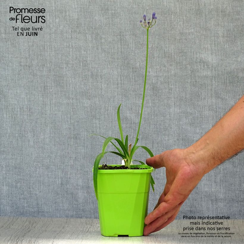 Agapanthus Ever Sapphire 1.5L/2L pot sample as delivered in summer
