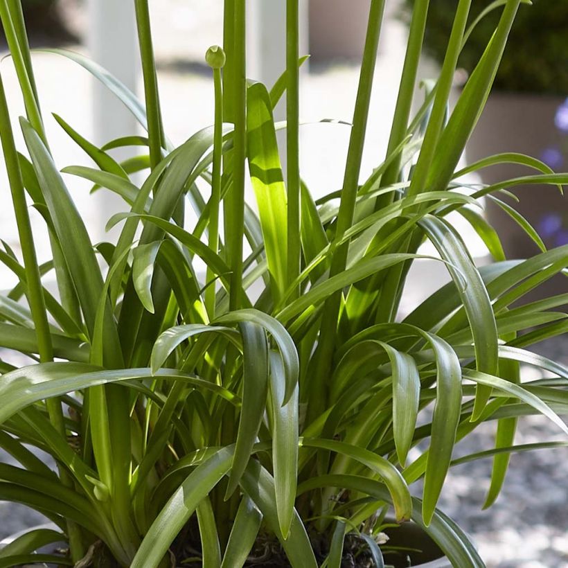 Agapanthus Ever White (Foliage)