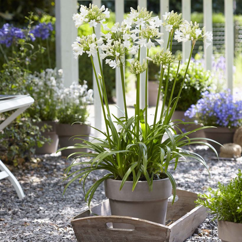 Agapanthus Ever White (Plant habit)