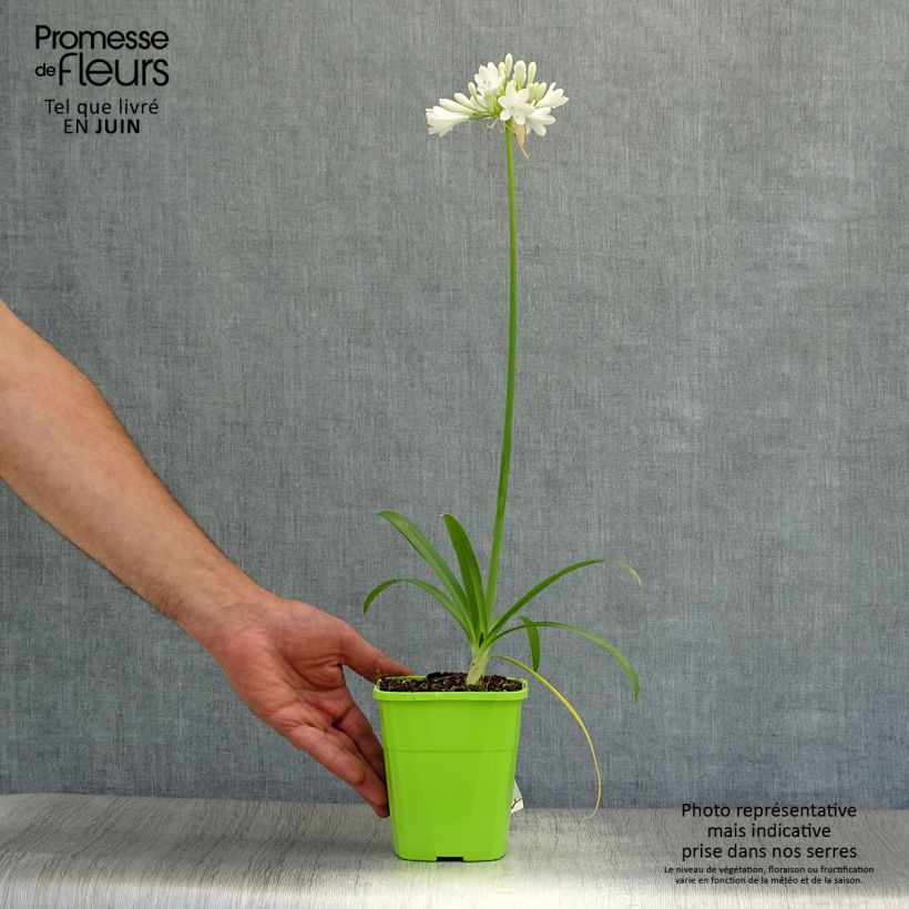 Agapanthus Ever White 1L/1.5L pot sample as delivered in summer