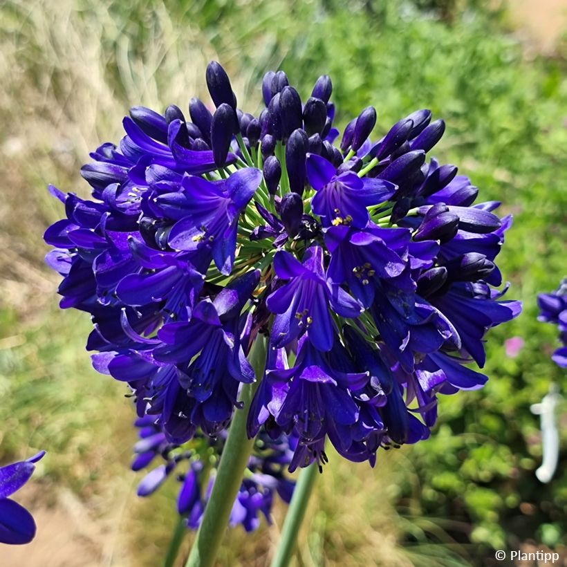Agapanthus Midnight Sky (Flowering)