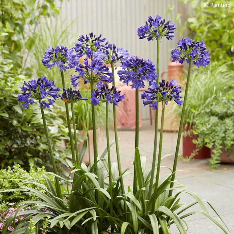Agapanthus Midnight Sky (Plant habit)
