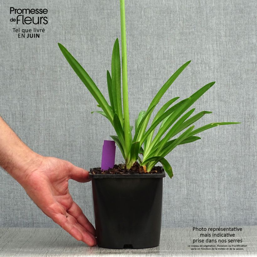 Agapanthus Fireworks 2L/3L pot sample as delivered in summer