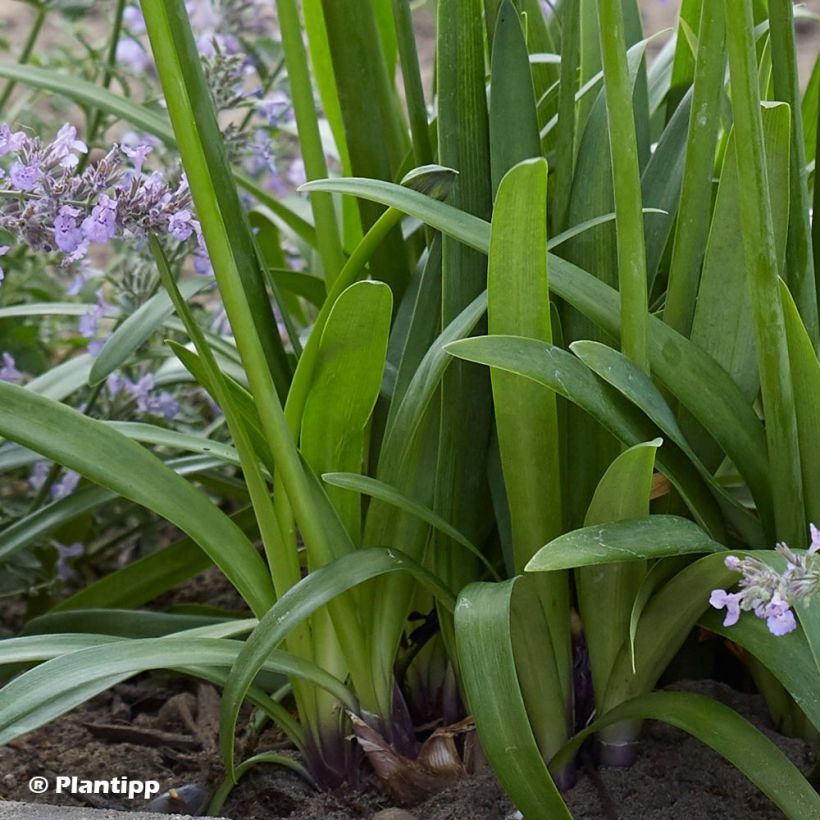 Agapanthus Poppin’ Purple (Foliage)