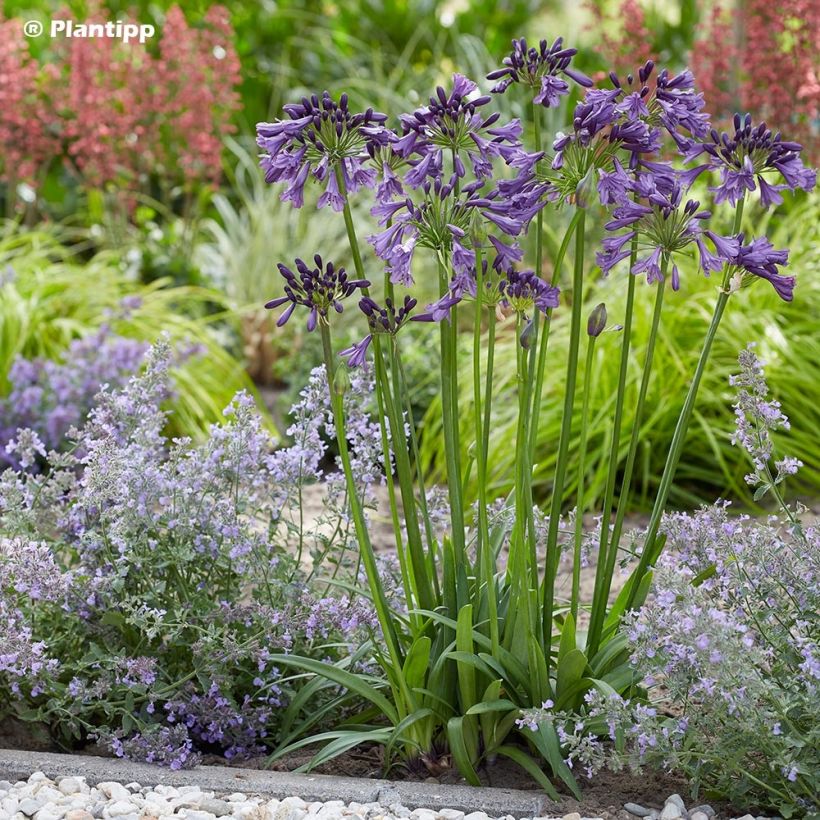 Agapanthus Poppin’ Purple (Plant habit)