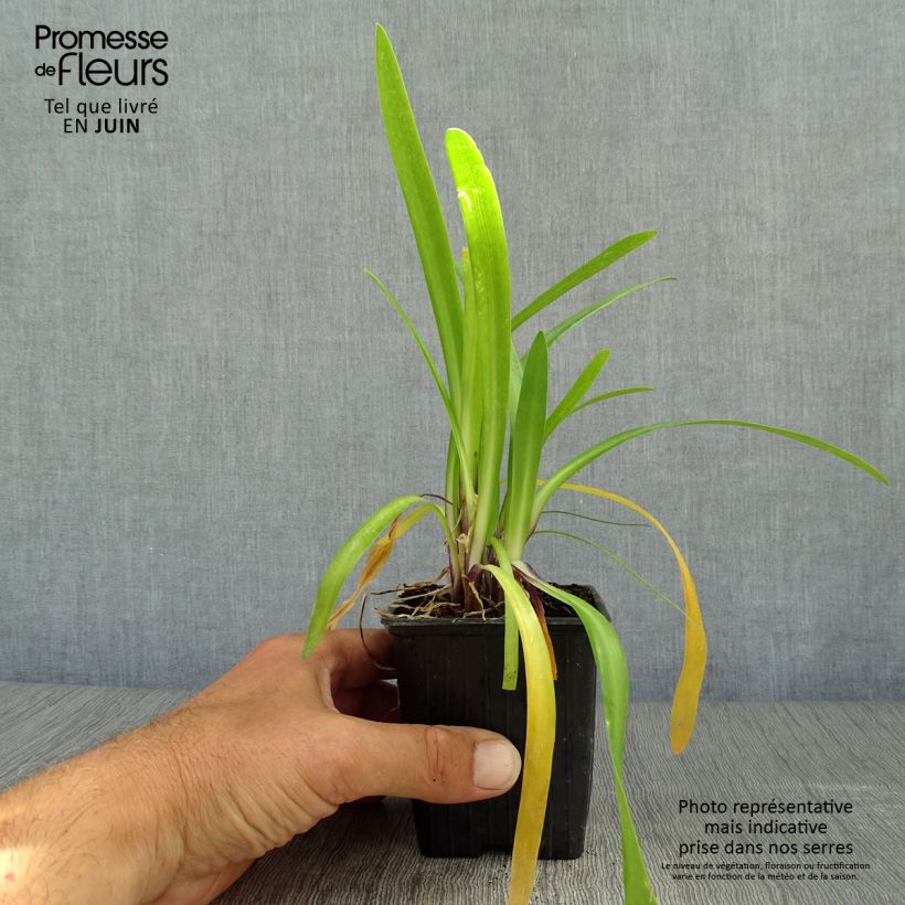 Agapanthus Poppin’ Purple 8/9 cm pot sample as delivered in summer