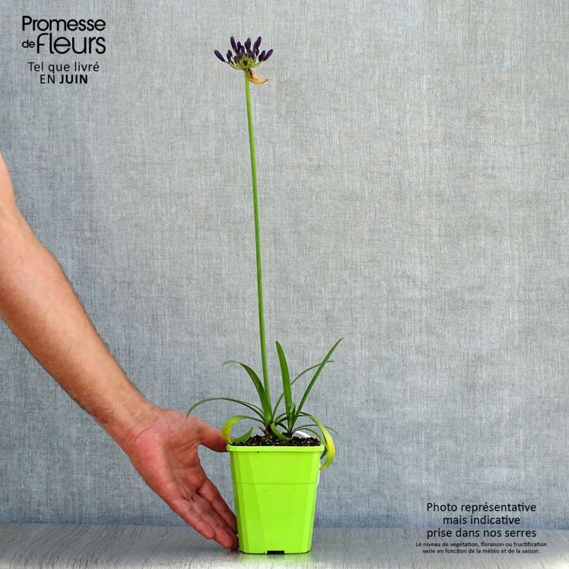 Agapanthus Poppin’ Purple 1.5L/2L pot sample as delivered in summer