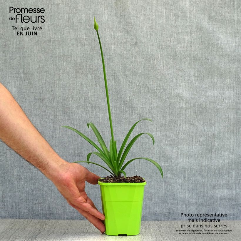 Agapanthus Poppin’ Star 3L/4L pot sample as delivered in summer