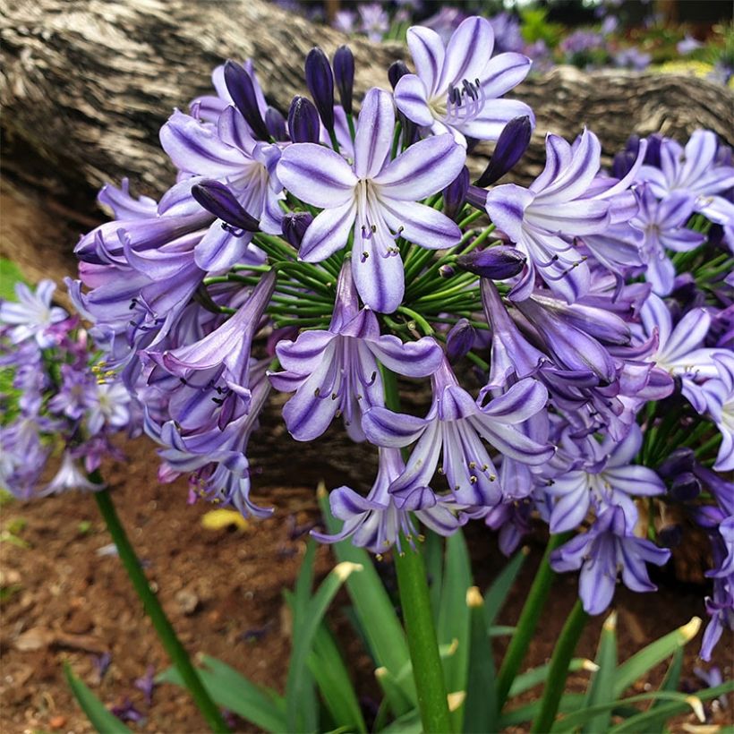 Agapanthus Poppin’ Star (Plant habit)