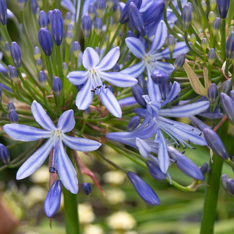 Agapanthus Vallée de lAuthion (Flowering)