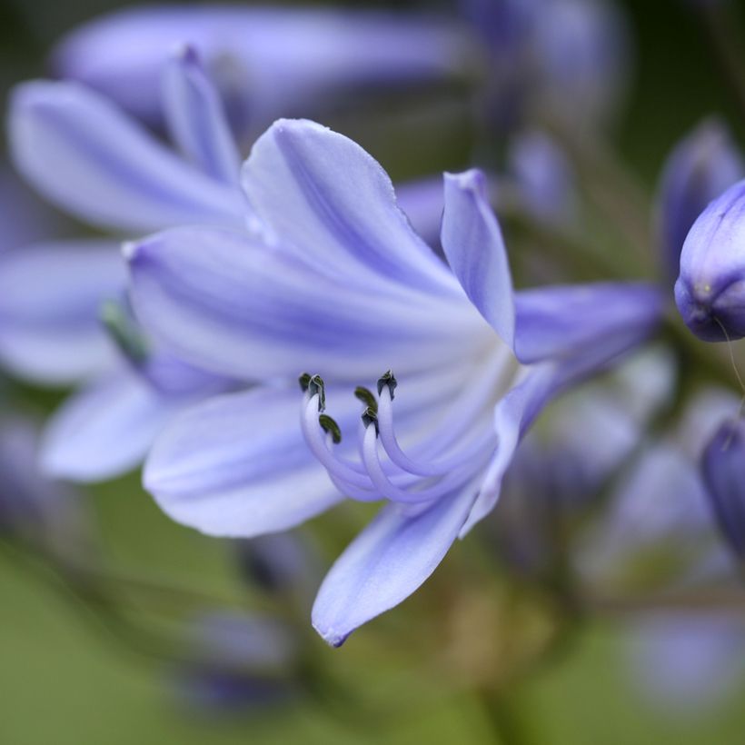 Agapanthus hybridus Vallée de la Romanche (Flowering)