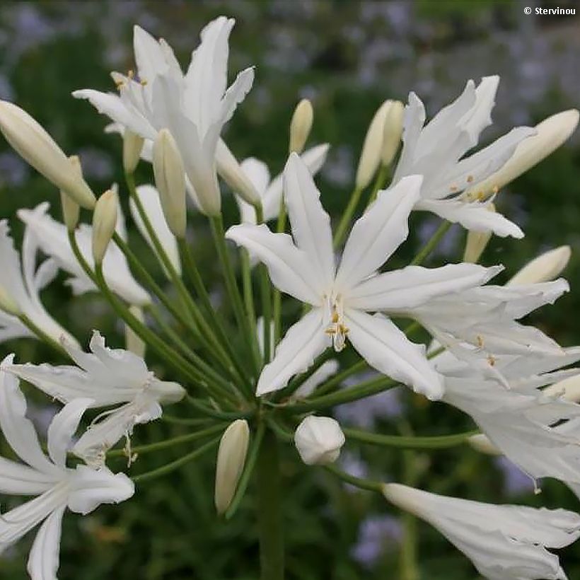 Agapanthus hybridus Vallée de la Sarthe (Flowering)