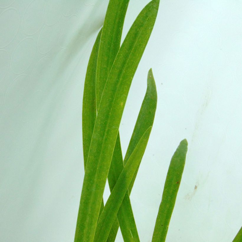 Agapanthus inapertus Graskop (Foliage)