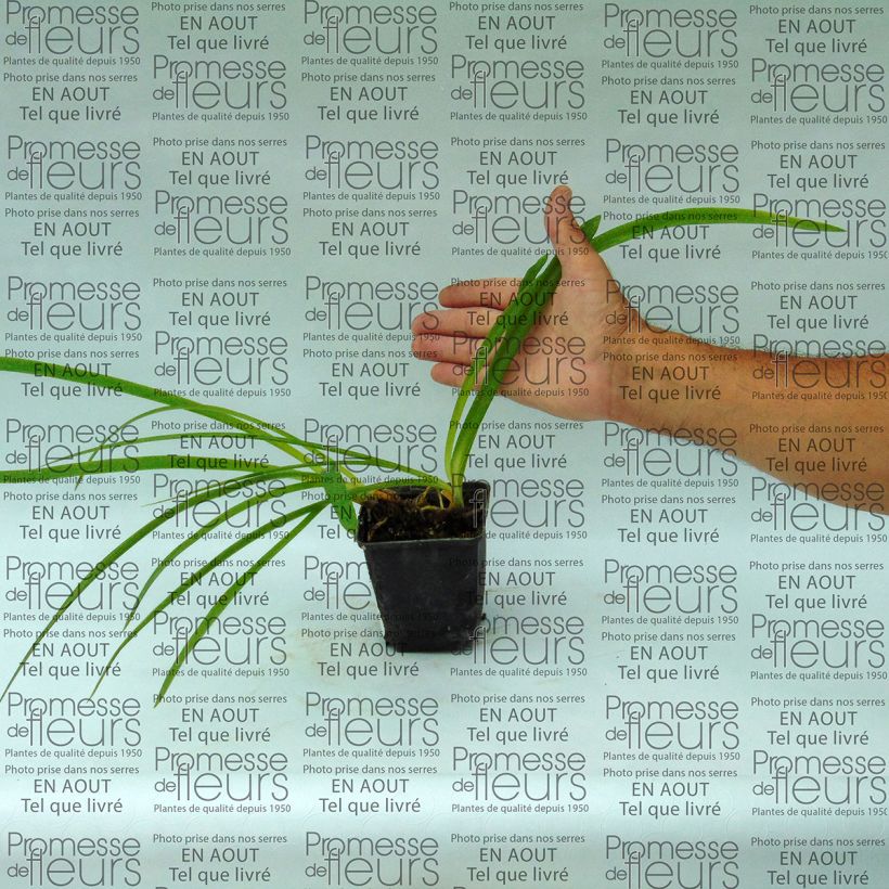 Example of Agapanthus inapertus Graskop 8/9 cm pot specimen as delivered