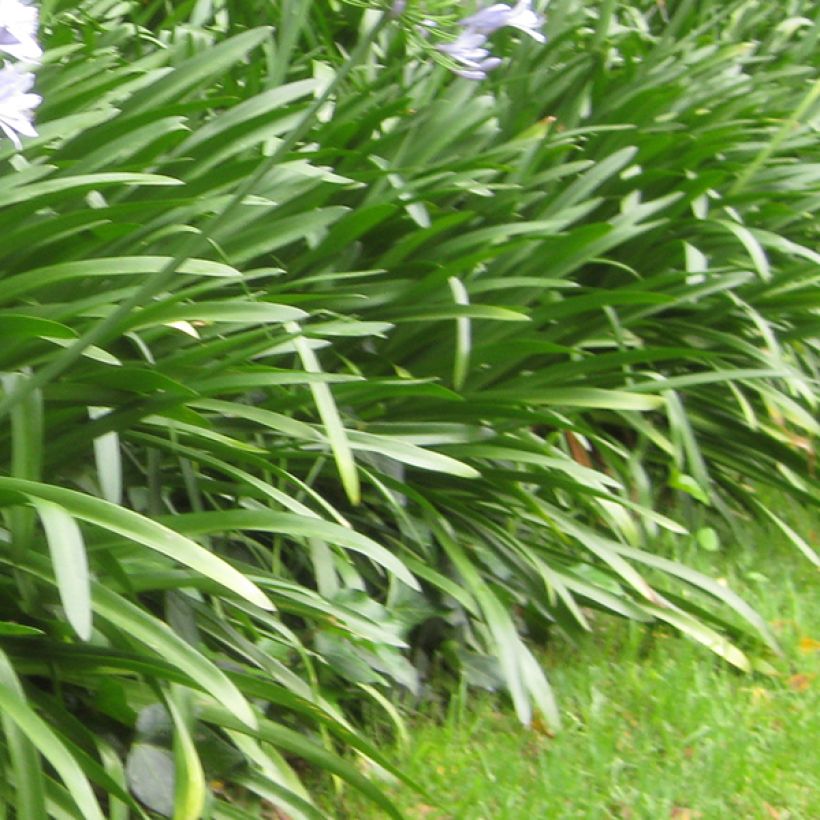 Agapanthus Donau (Foliage)