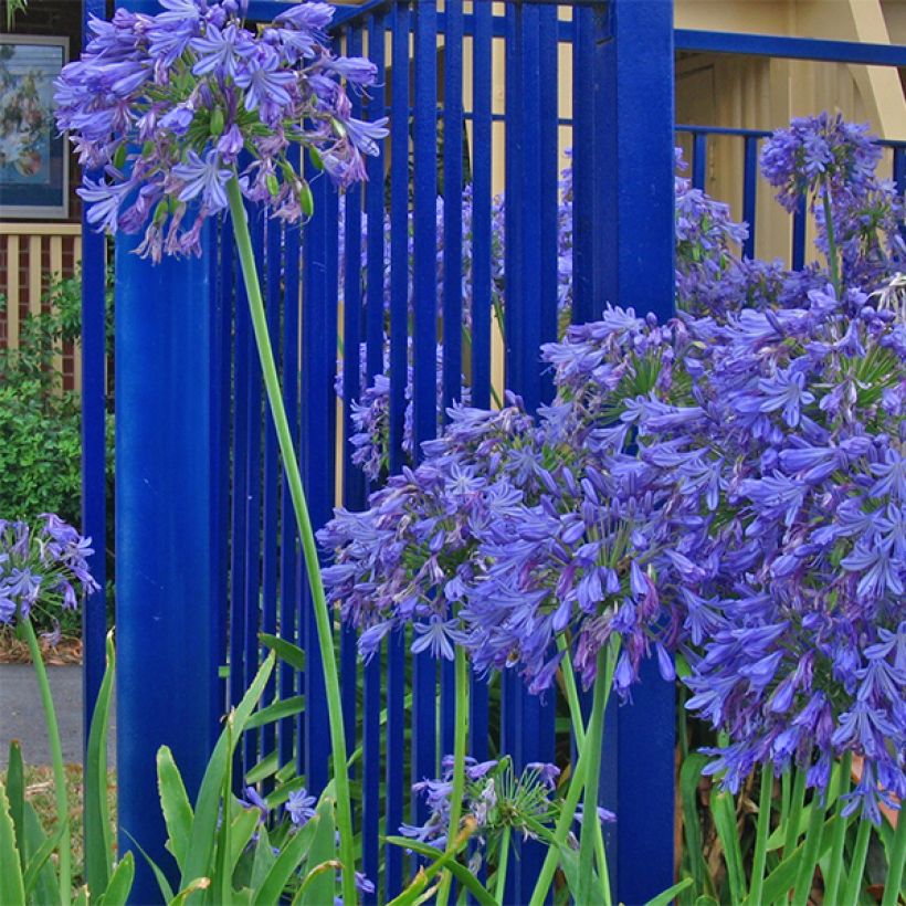 Agapanthus Donau (Flowering)