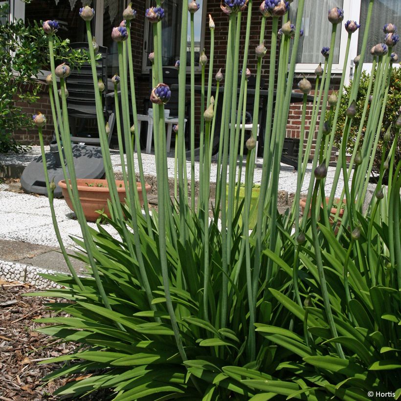 Agapanthus praecox subsp. orientalis Full Moon (Plant habit)