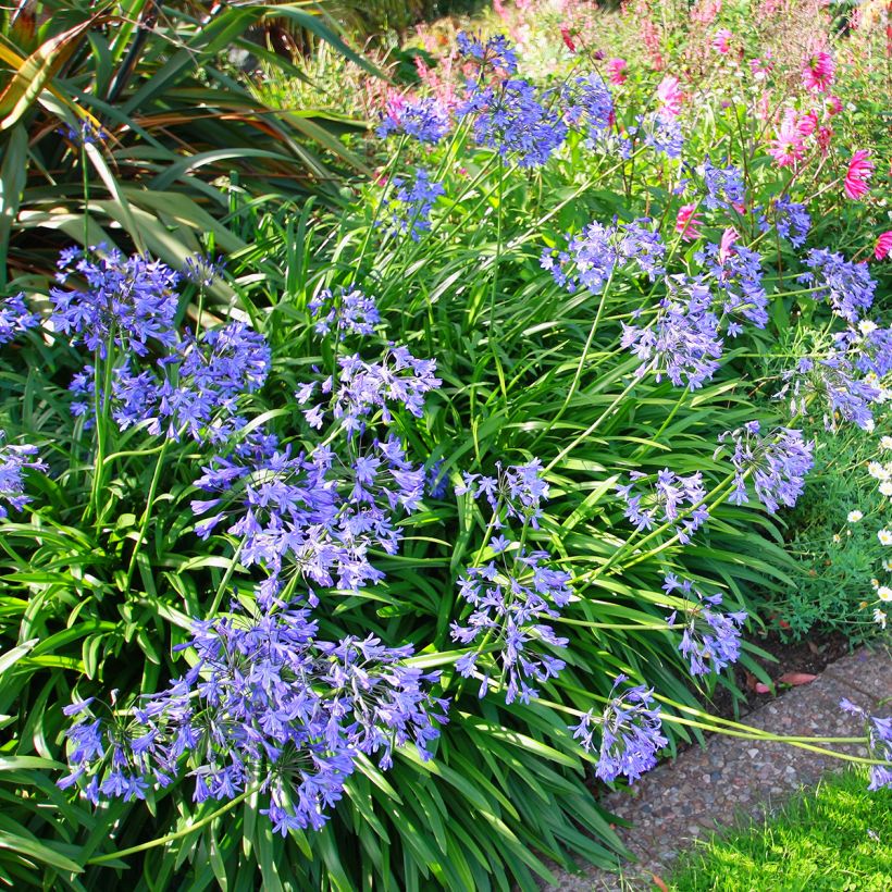 Agapanthus umbellatus (Plant habit)