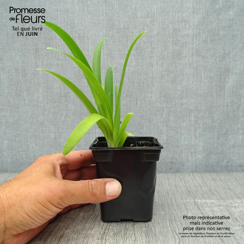 Agapanthus umbellatus 7/8 cm pot sample as delivered in summer