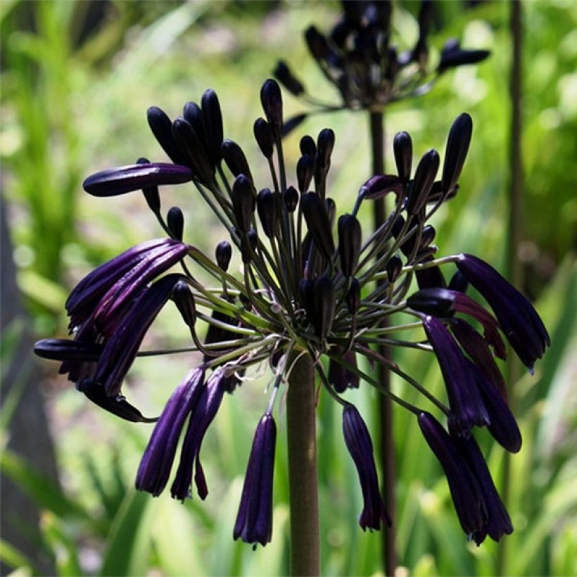 Agapanthus inapertus subsp. pendulus Black Magic (Flowering)