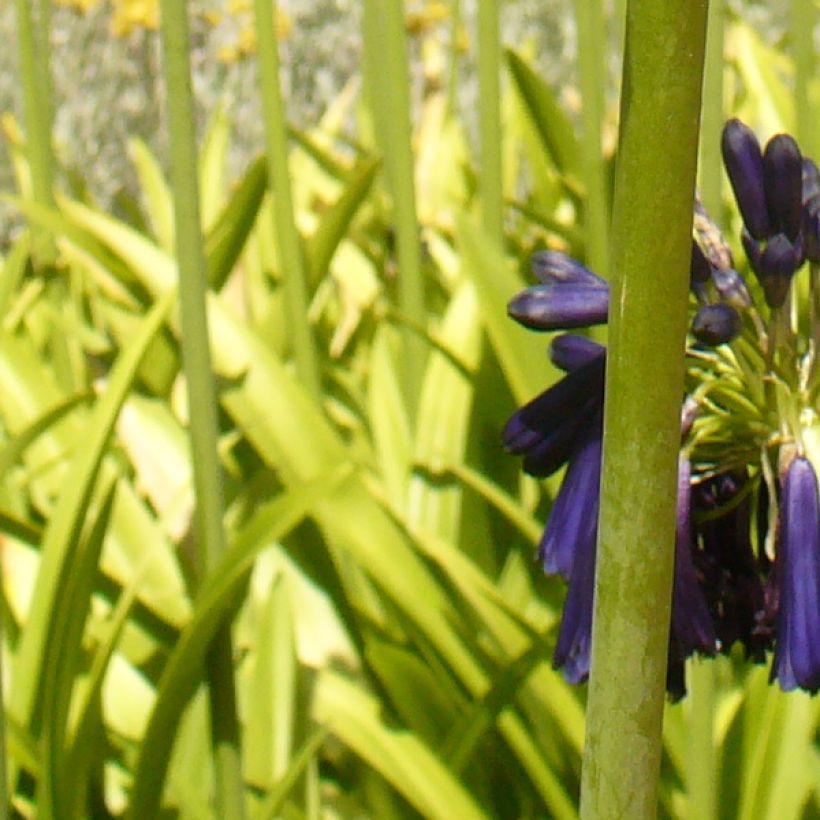 Agapanthus Black Pantha - Lily of the Nile (Foliage)