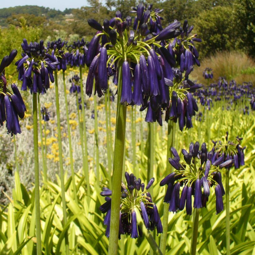 Agapanthus Black Pantha - Lily of the Nile (Plant habit)