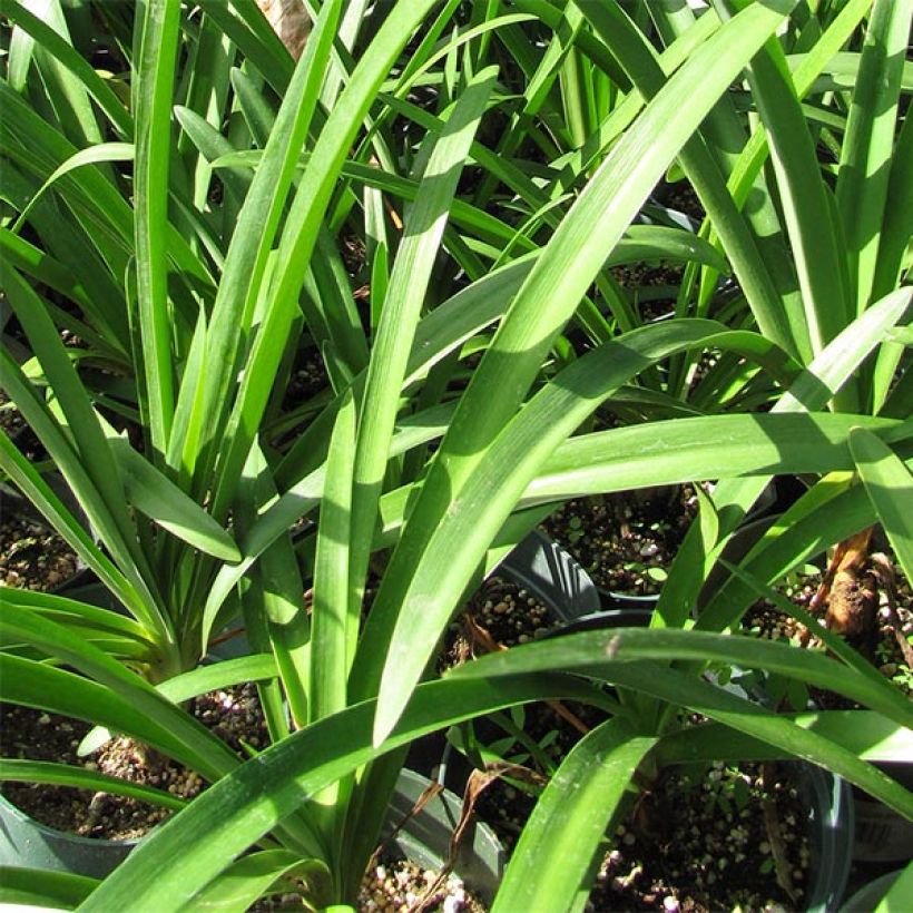 Agapanthus Blue Giant (Foliage)