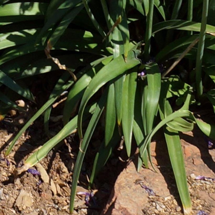 Agapanthus Blue Jeans (Foliage)