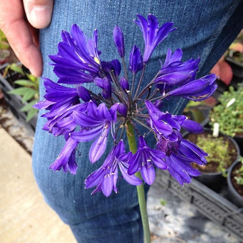 Agapanthus Blue Jeans (Flowering)