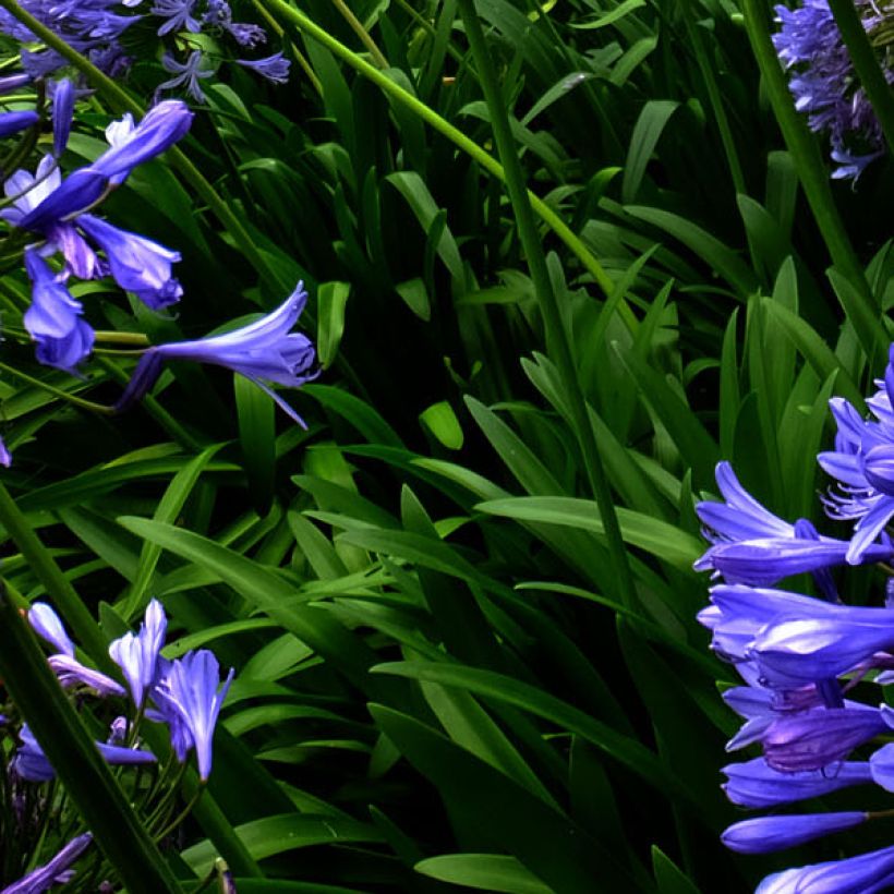 Agapanthus Blue Triumphator (Foliage)