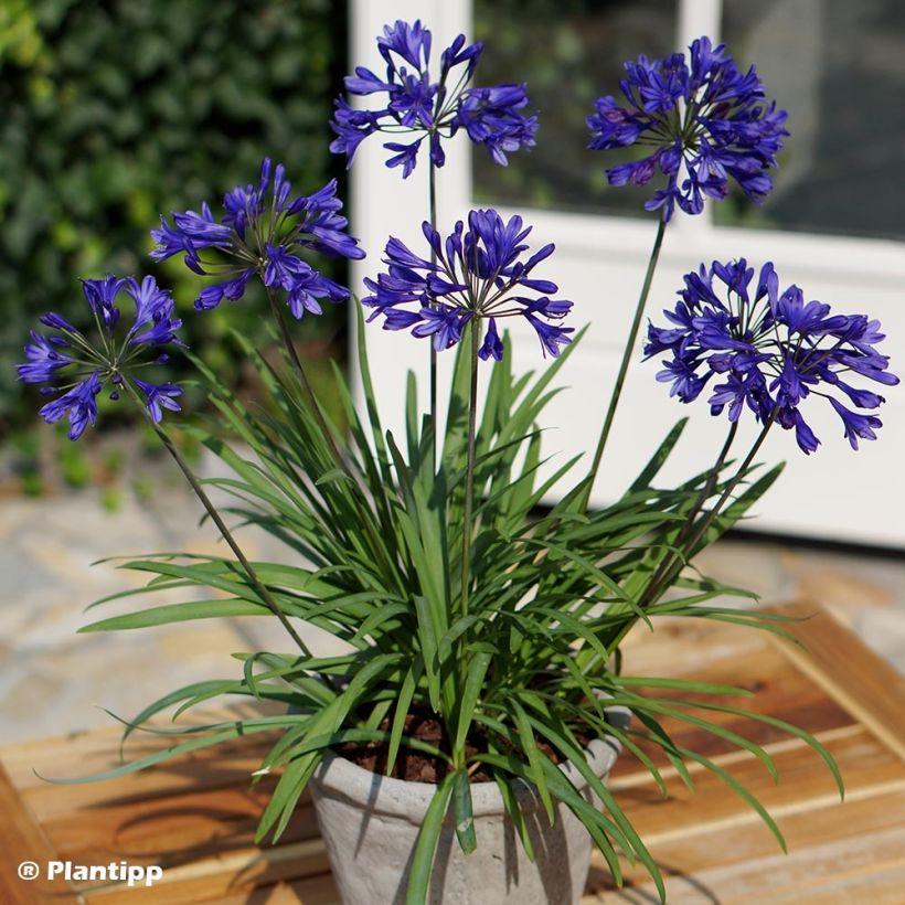 Agapanthus Brilliant Blue (Plant habit)