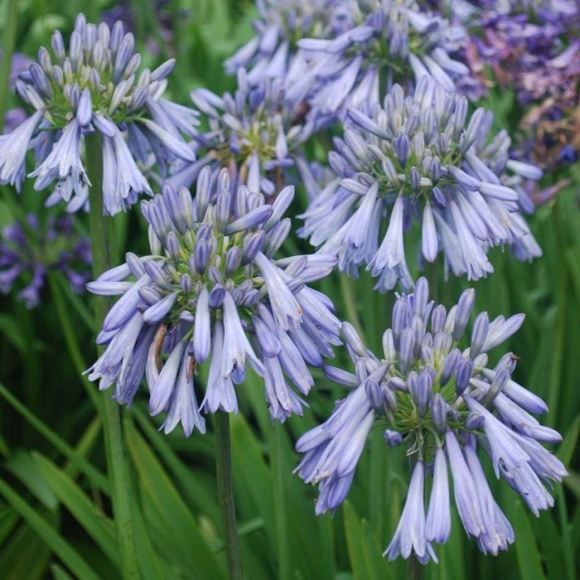 Agapanthus Celebration (Flowering)