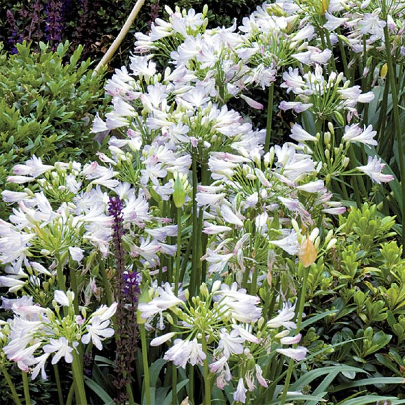 Agapanthus Enigma (Flowering)