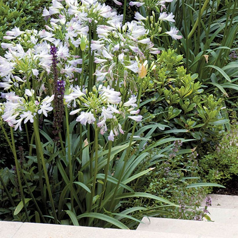 Agapanthus Enigma (Plant habit)