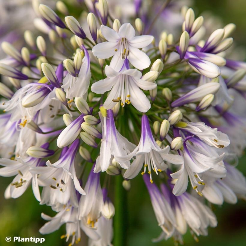 Agapanthus Fireworks (Flowering)