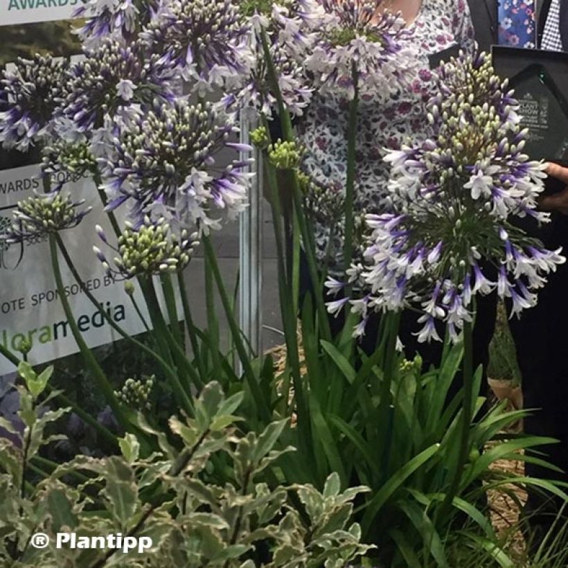 Agapanthus Fireworks (Plant habit)