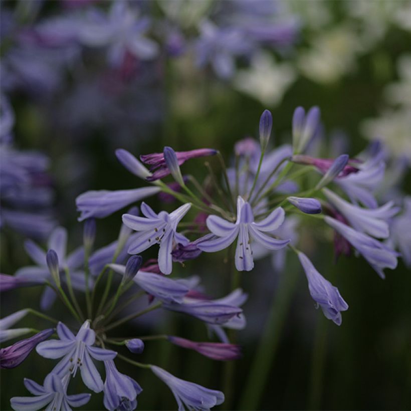 Agapanthus Lapis Lazuli (Flowering)