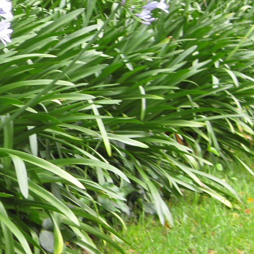 Agapanthus Megans Mauve (Foliage)