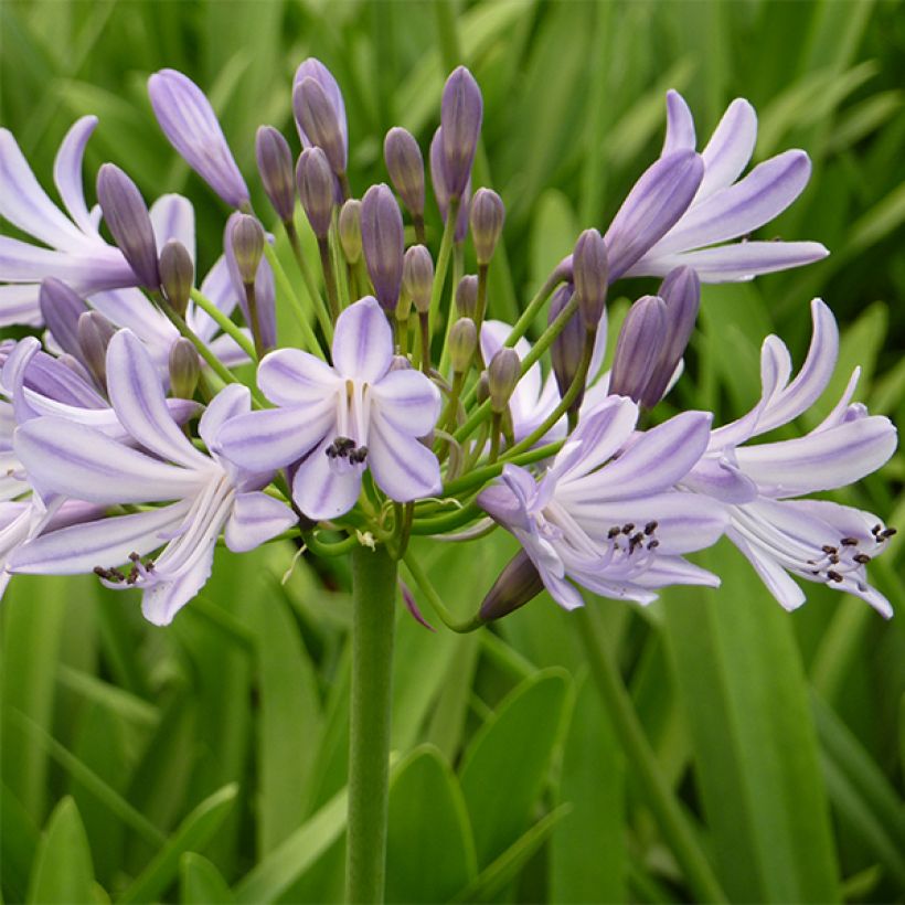 Agapanthus Megans Mauve (Flowering)