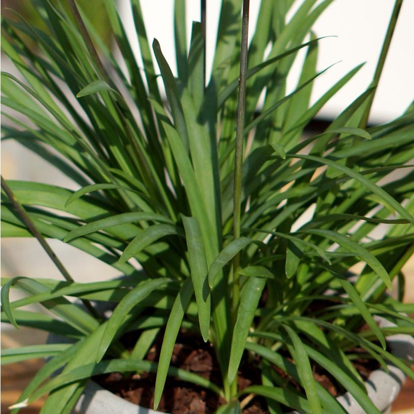 Agapanthus  africanus Mi Casa (Foliage)