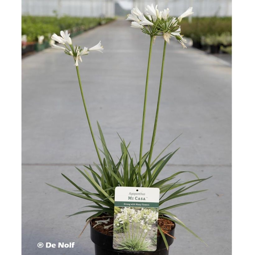 Agapanthus  africanus Mi Casa (Plant habit)